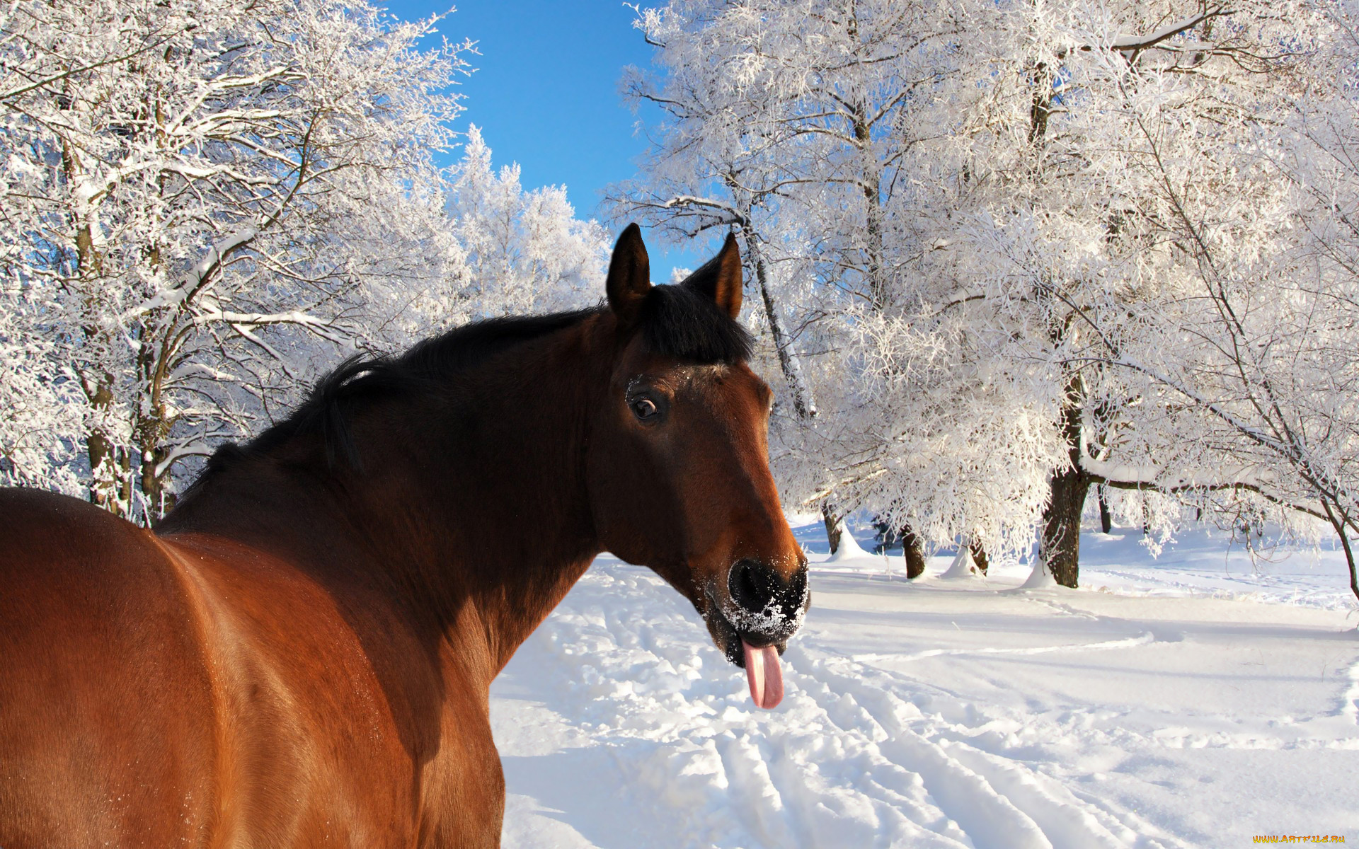 Год лошадь видео. Лошади зимой. Лошадь в зимнем лесу. Зимние обои на рабочий стол. Обои лошади.